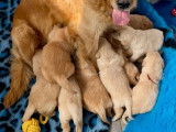 Chiots Golden Retrievers à réserver (LOF)