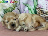 2 chiots femelles Cocker Américain LOF à réserver