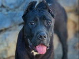 Chien femelle Cane Corso adulte LOF noire à vendre
