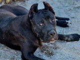 Chien femelle Cane Corso adulte LOF noire à vendre