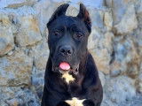 Chien femelle Cane Corso adulte LOF noire à vendre