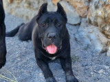 Chien femelle Cane Corso adulte LOF noire à vendre
