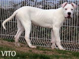 3 chiots Dogues Argentins LOF disponibles à la vente