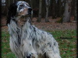 Un chien Setter Anglais LOF de 4 ans pour une saillie