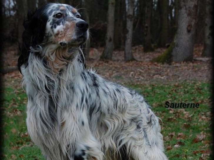Un chien Setter Anglais LOF de 4 ans pour une saillie