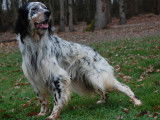 Un chien Setter Anglais LOF de 4 ans pour une saillie
