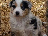 Des chiots Bergers Australiens LOF &agrave; r&eacute;server