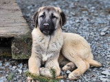 5 chiots Berger Kangal disponibles à la vente (LOF)
