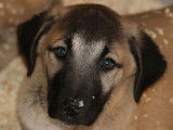 5 chiots Berger Kangal disponibles à la vente (LOF)