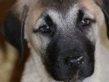 5 chiots Berger Kangal disponibles à la vente (LOF)