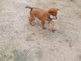 À acheter 2 chiots mâles Shiba Inu (LOF)
