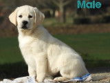 Un chiot mâle Labrador Retriever LOF disponible à l’achat