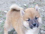 3 chiots mâles Shiba Inu LOF fauves à réserver