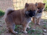 3 chiots mâles Shiba Inu LOF fauves à réserver