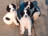 7 chiots Landseer LOF à vendre