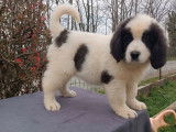 7 chiots Landseer LOF à vendre