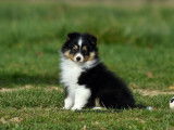 2 chiots mâles Bergers des Shetland LOF à vendre
