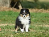 2 chiots mâles Bergers des Shetland LOF à vendre