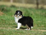 2 chiots mâles Bergers des Shetland LOF à vendre