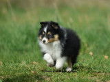 2 chiots mâles Bergers des Shetland LOF à vendre