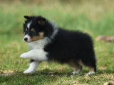 2 chiots mâles Bergers des Shetland LOF à vendre