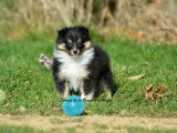 2 chiots mâles Bergers des Shetland LOF à vendre