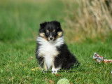 2 chiots mâles Bergers des Shetland LOF à vendre