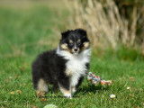 2 chiots mâles Bergers des Shetland LOF à vendre