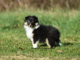 2 chiots mâles Bergers des Shetland LOF à vendre