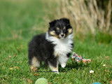 2 chiots mâles Bergers des Shetland LOF à vendre