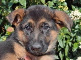 2 chiots femelles Bergers Allemands LOF disponibles à l’achat