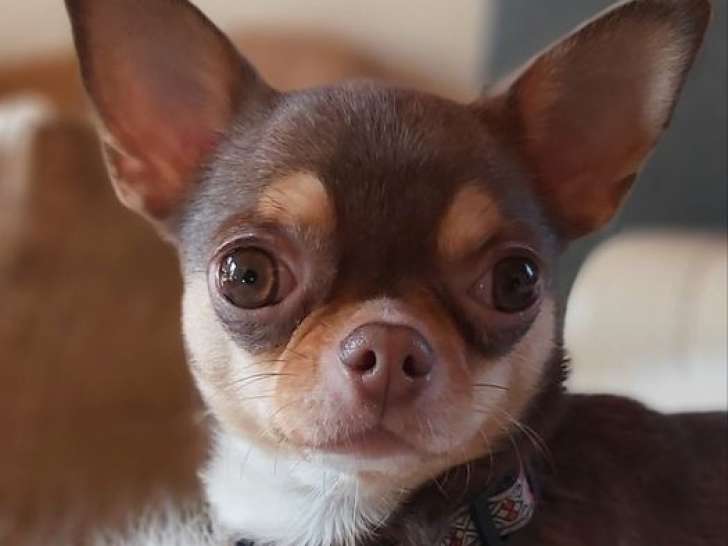 Une chienne Chihuahua LOF de 5 ans disponible à la vente