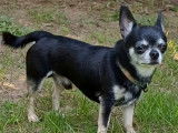 À vendre un chien Chihuahua de 5 ans (LOF)