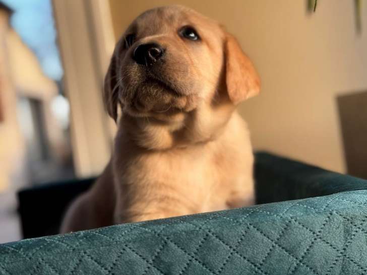 5 chiots Labradors à réserver (LOF)