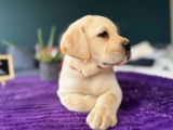 5 chiots Labradors à réserver (LOF)