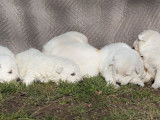 4 chiots mâles Berger Blanc Suisse LOF à réserver