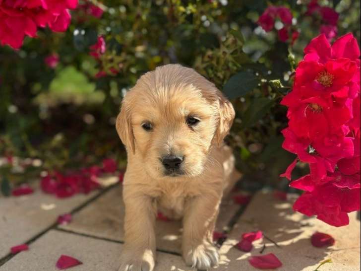 7 chiots Golden Retrievers LOF à réserver
