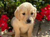 7 chiots Golden Retrievers LOF à réserver