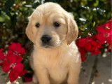 7 chiots Golden Retrievers LOF à réserver