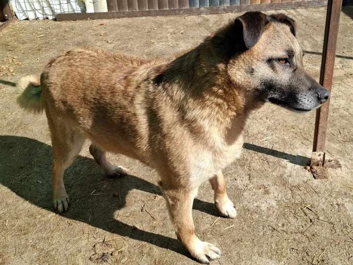 À la recherche d’un foyer : chien au pelage fauve
