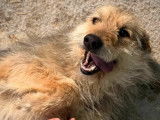 À adopter : chien âgé d'un an