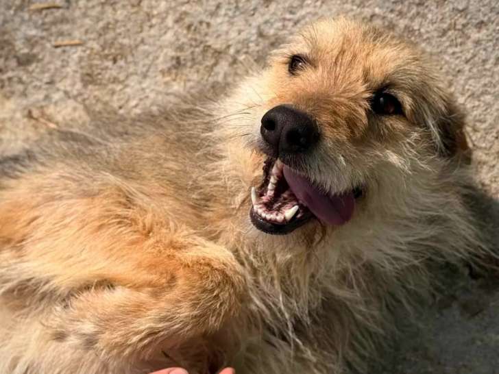 À adopter : chien âgé d'un an