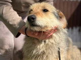 À adopter : chien âgé d'un an