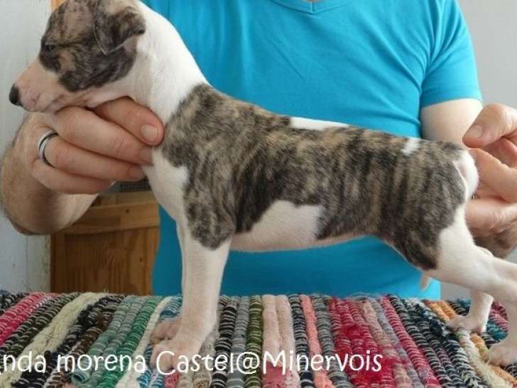 9 chiots Whippets LOF à réserver
