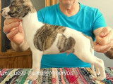 9 chiots Whippets LOF à réserver