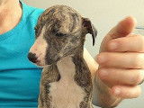 9 chiots Whippets LOF à réserver