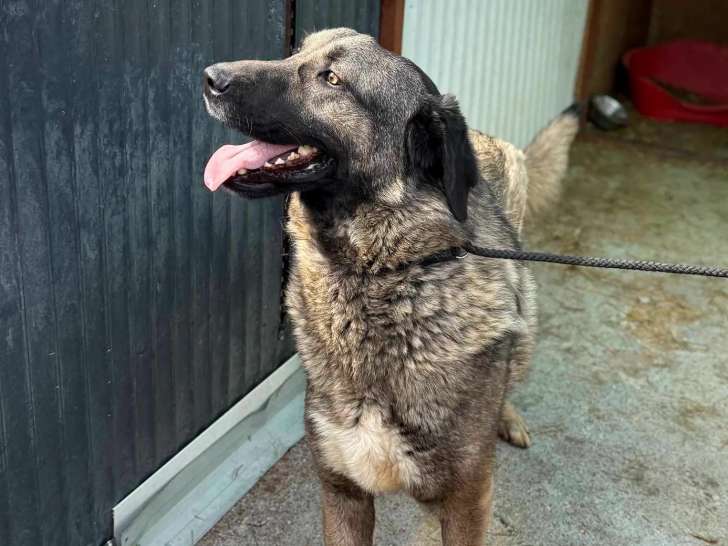 Disponible à l'adoption : chien au pelage tricolore
