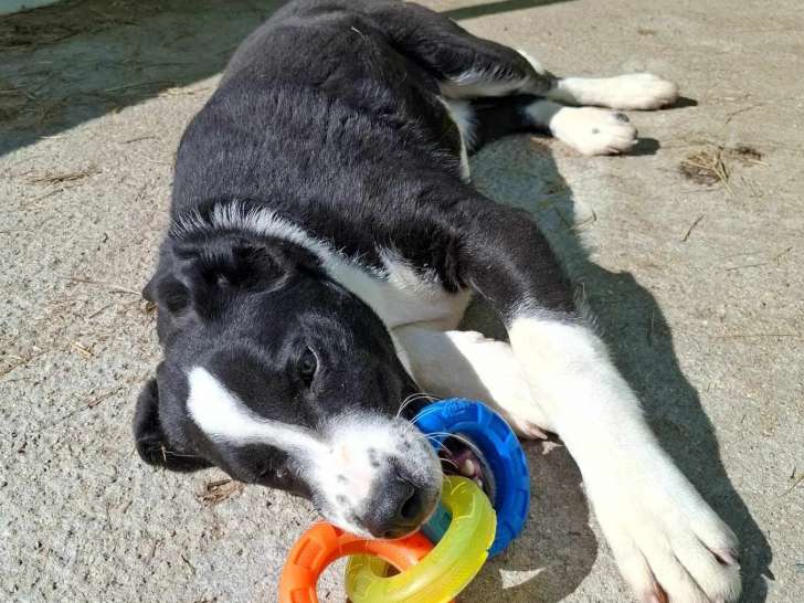 En attente d’adoption : chiot femelle noir avec marque blanche