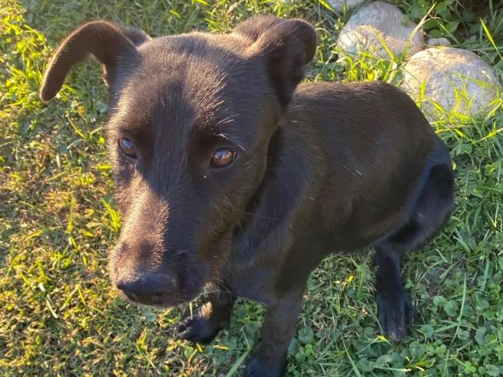 En quête d'une famille : chien d'un an