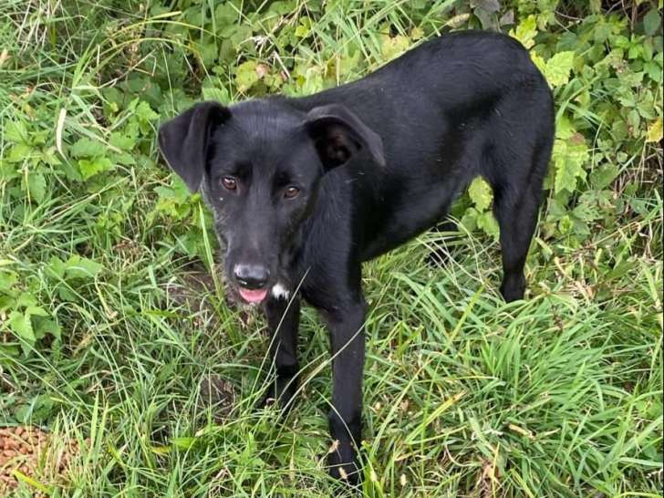 En quête d'une famille : chien d'un an